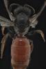 Sphecodes sp.